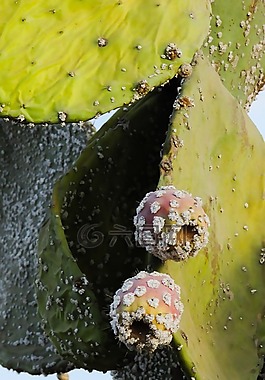 花椒梨,植物,仙人掌