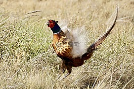 雉雞,鳥,男性