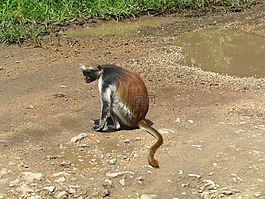 猴,非洲,性質