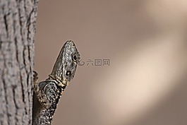 壁虎,爬行動(dòng)物,蜥蜴