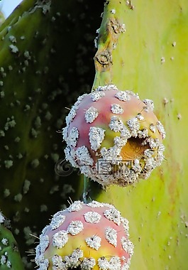 花椒梨,植物,仙人掌