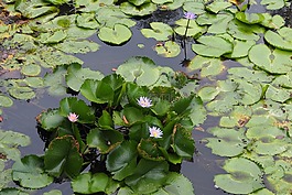 蓮花,花,水