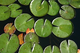 自來水廠,池,自然