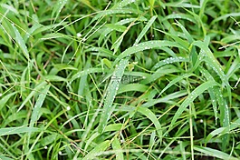 春,詳細(xì),方法