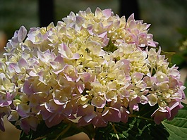 繡球,盛開,花