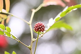 花,綠色,萌芽