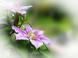 鐵線蓮,登山者,花園