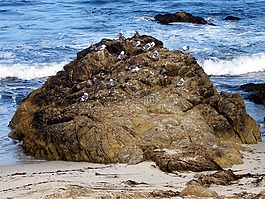 鳥,海岸,沖浪