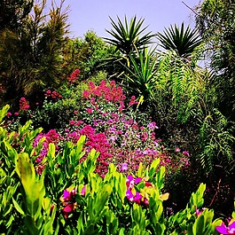 花園,植物,性質(zhì)