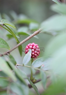 花,綠色,萌芽