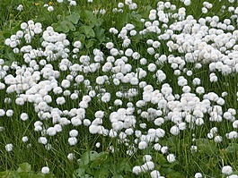 scheuchzers cottongrass,eriophorum scheuchzeri,酸草溫室
