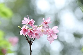 櫻花,花,春