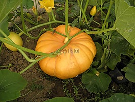 南瓜,花園,食品