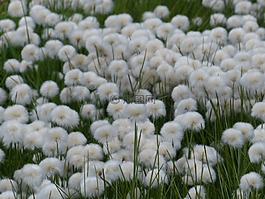scheuchzers cottongrass,eriophorum scheuchzeri,酸草温室