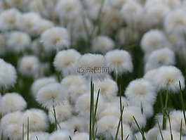 scheuchzers cottongrass,eriophorum scheuchzeri,酸草温室