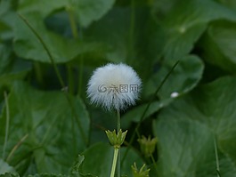 scheuchzers cottongrass,eriophorum scheuchzeri,酸草温室