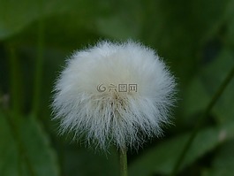 scheuchzers cottongrass,eriophorum scheuchzeri,酸草温室