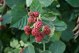 黑莓,花園,漿果