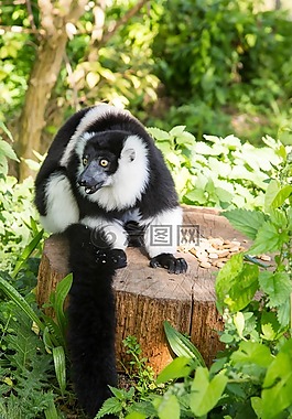 狐猴,單,動物園