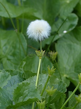 scheuchzers cottongrass,eriophorum scheuchzeri,酸草溫室