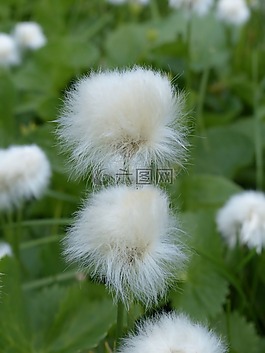 scheuchzers cottongrass,eriophorum scheuchzeri,酸草温室