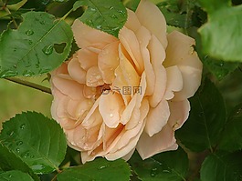 玫瑰,玫瑰綻放,花