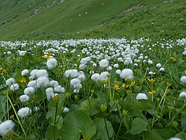scheuchzers cottongrass,eriophorum scheuchzeri,酸草温室