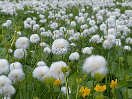 scheuchzers cottongrass,eriophorum scheuchzeri,酸草温室