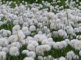 scheuchzers cottongrass,eriophorum scheuchzeri,酸草温室