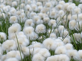 scheuchzers cottongrass,eriophorum scheuchzeri,酸草温室