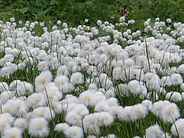 scheuchzers cottongrass,eriophorum scheuchzeri,酸草温室