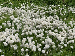 scheuchzers cottongrass,eriophorum scheuchzeri,酸草温室
