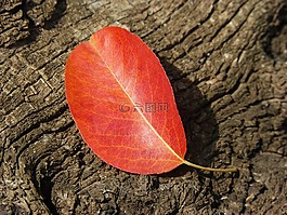 葉,紅葉,秋