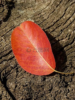 葉,紅葉,秋