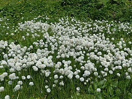 scheuchzers cottongrass,eriophorum scheuchzeri,酸草温室