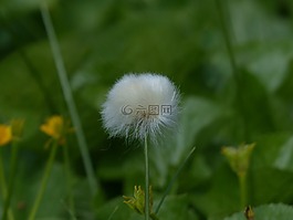 scheuchzers cottongrass,eriophorum scheuchzeri,酸草温室