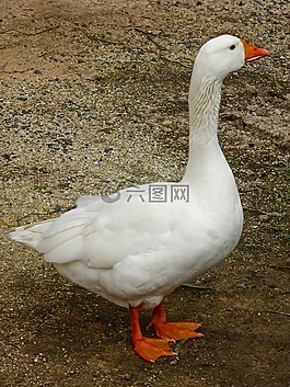 鵝,白,家養(yǎng)
