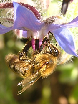 蜜蜂,花,蜂蜜