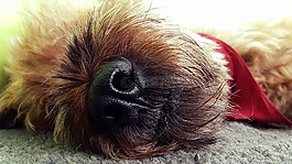 狗,睡眠,動(dòng)物