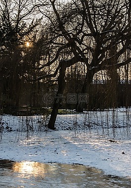 雪,冰,樹