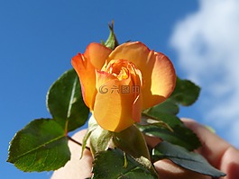 花,羅莎,黃玫瑰