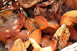 蘑菇,地中海,食品