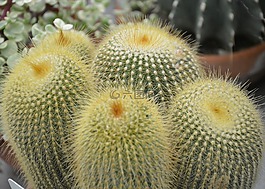 仙人掌,植物辣,荊棘