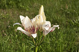 百合,鮮花,性質(zhì)