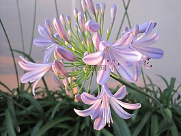 agapathus,花,光