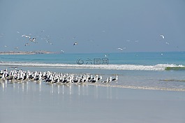 海鷗,海,鳥