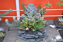 鮮花,植物,插花