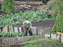 園藝,園丁,蔬菜