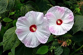巨型的芙蓉花,花,花的