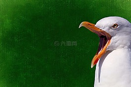 海鷗,鳥,羽毛